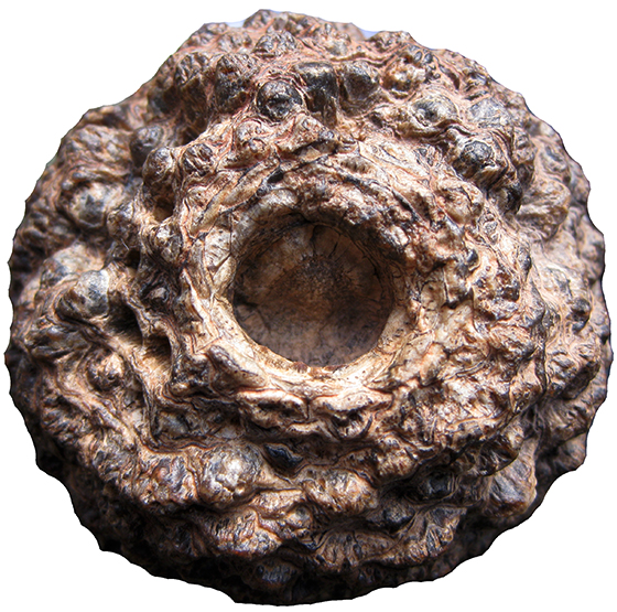 Stem side of Araucaria mirabilis