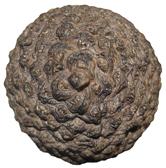 Araucaria Fossil Cone