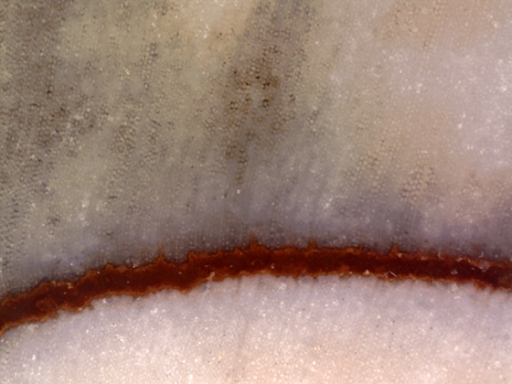 Hermanophyton Xylem Wedge