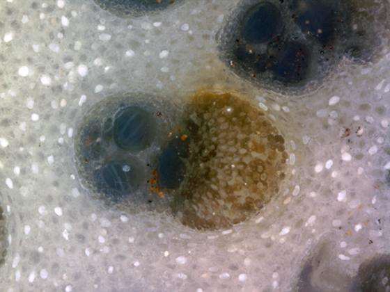 Vascular Bundle Magnified