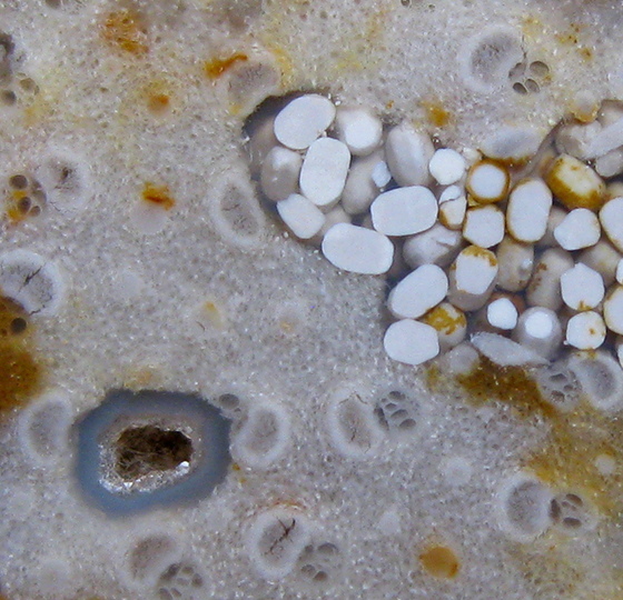 Fossil Termite Coprolites