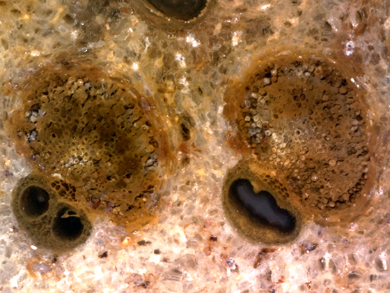 Water and Food Conduction