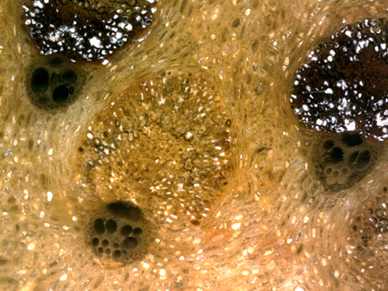 Palm Vascular Bundle