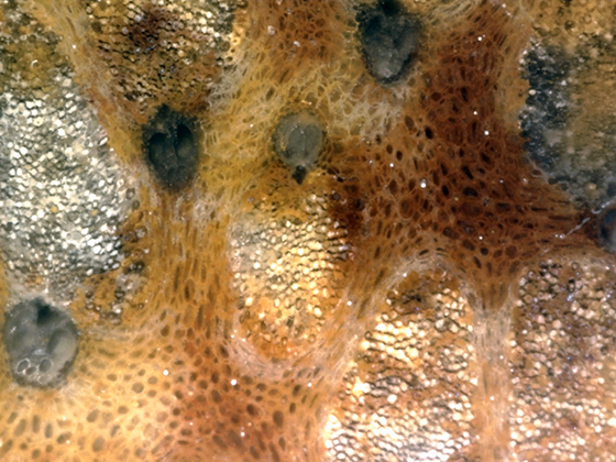 Palmoxylon Vascular Bundle