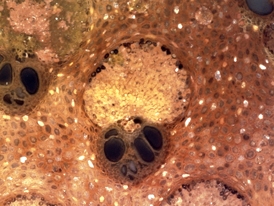 Palm Vascular Bundle