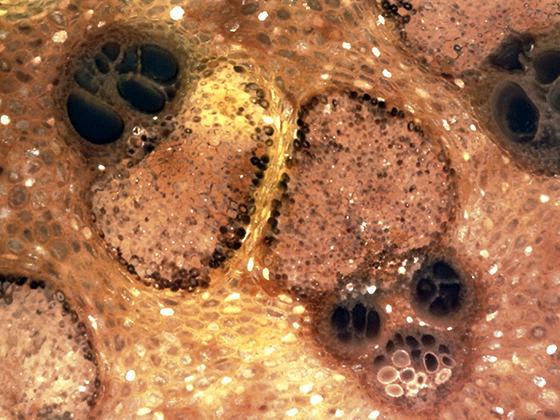 Palm Vascular Bundles