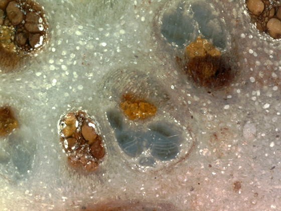 Angiosperm Vessels