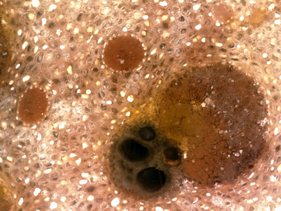 Palm Fibrovascular Bundle and Fibrous Bundles