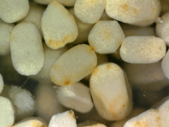 Fossil Termite Frass