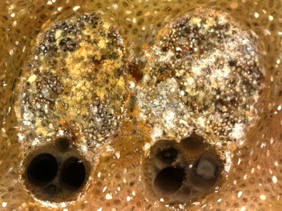 Palm Vascular bundles