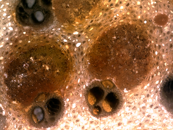 Palm Vascular Bundles