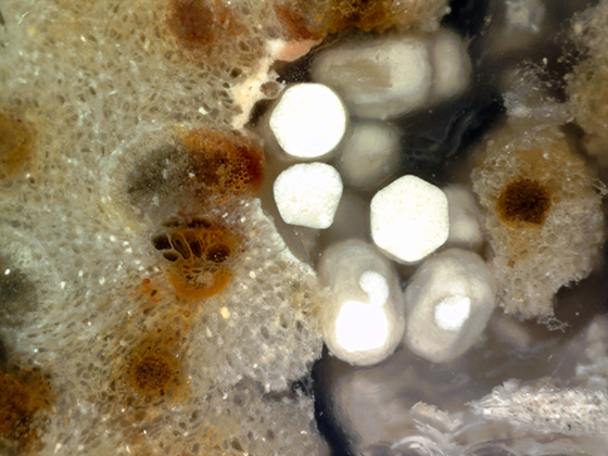 Termite Coprolites in Fossil Palm