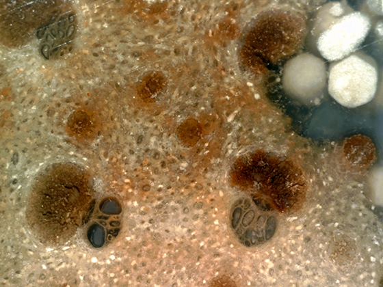 Oligocene Termite Coprolites