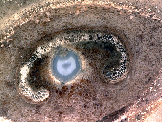 Osmunda C-Shaped Xylem Strand