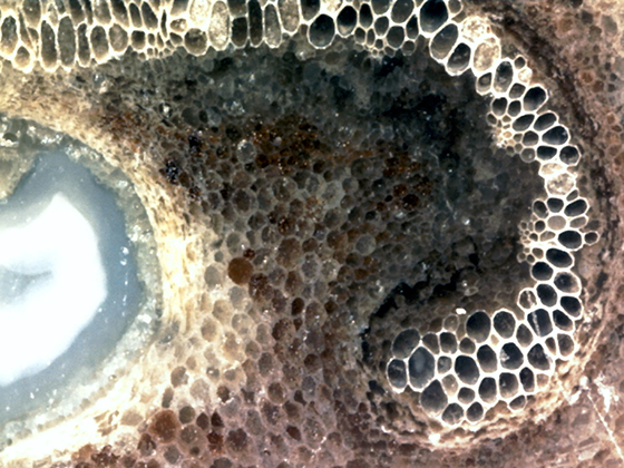 Australia Osmunda Fern