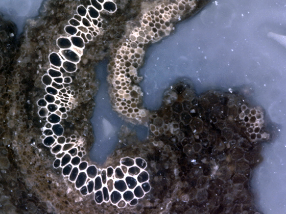 Osumnda Cell Structure