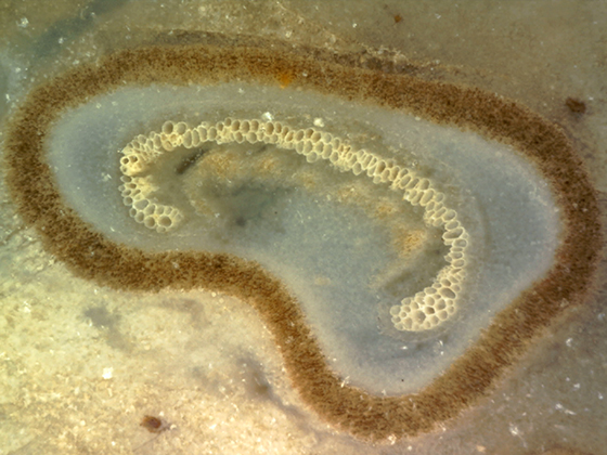 Osmunda Leaf Petiole