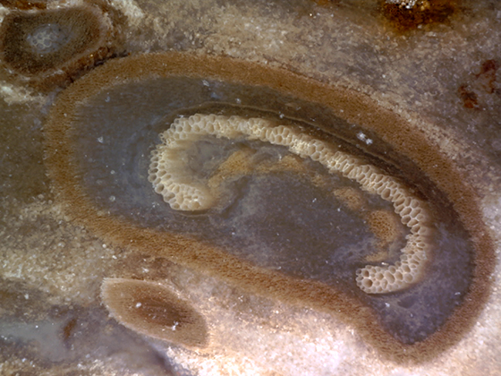 Osmunda Petiole in Cross Section