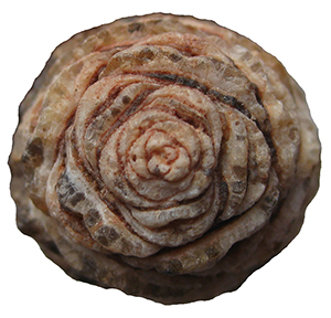 Phyllotaxis