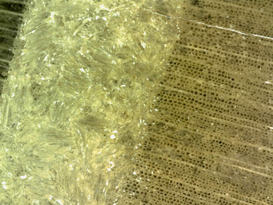 Fossil Insect Gallery