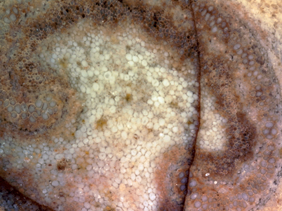 Osmunda Petiole 150x